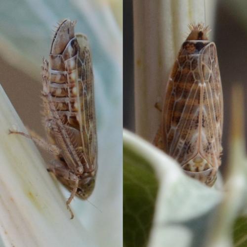 Réf. 308 083 : Conosanus obsoletus